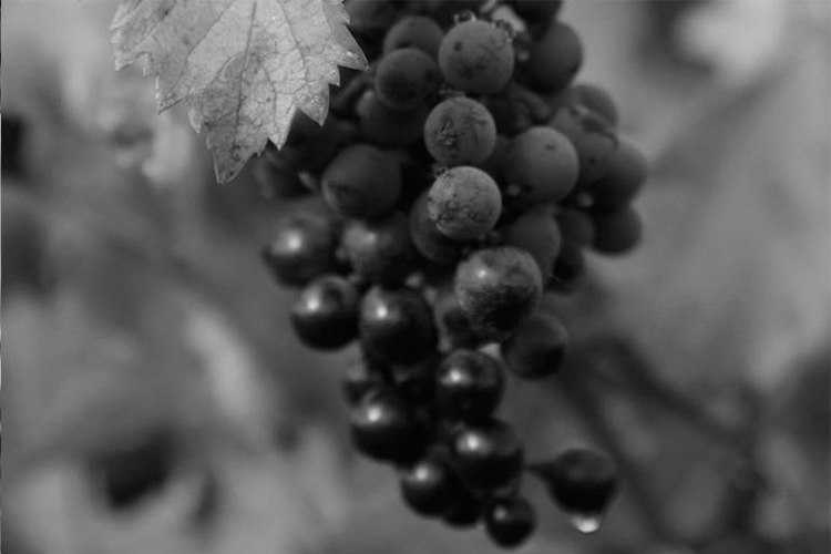 Gargalo wine grapes
